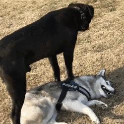 卡斯罗和哈士奇哪个打架厉害,哈士奇遇到卡斯罗