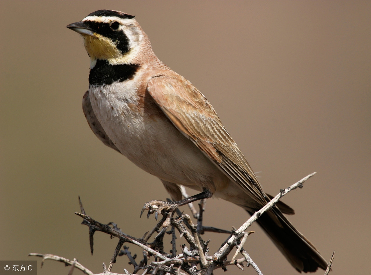 肥胖症的病因症状护理及预防,鸟肥胖的治疗方法