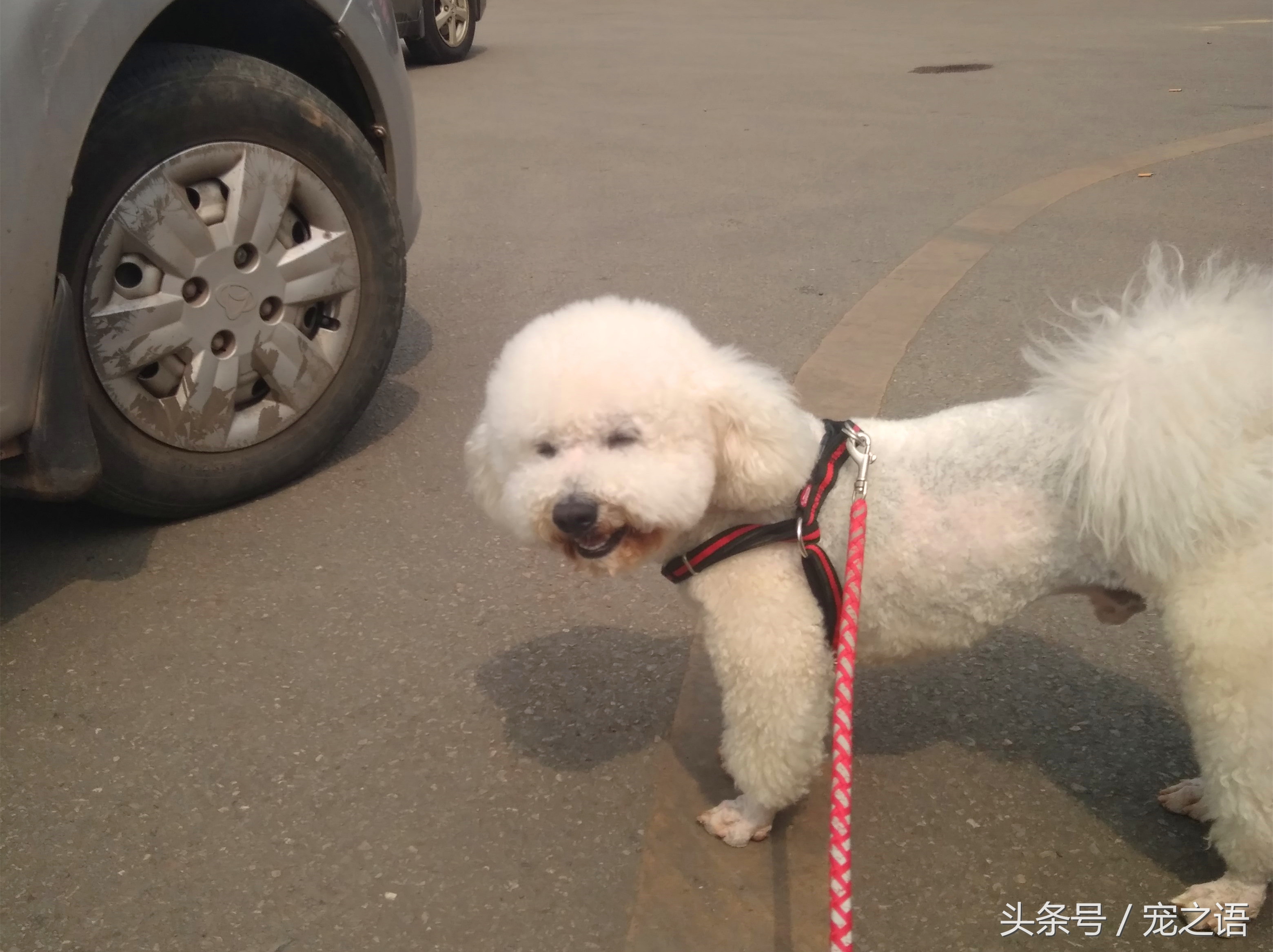 带着狗狗去旅行应该去哪儿,带着狗狗旅行不方便