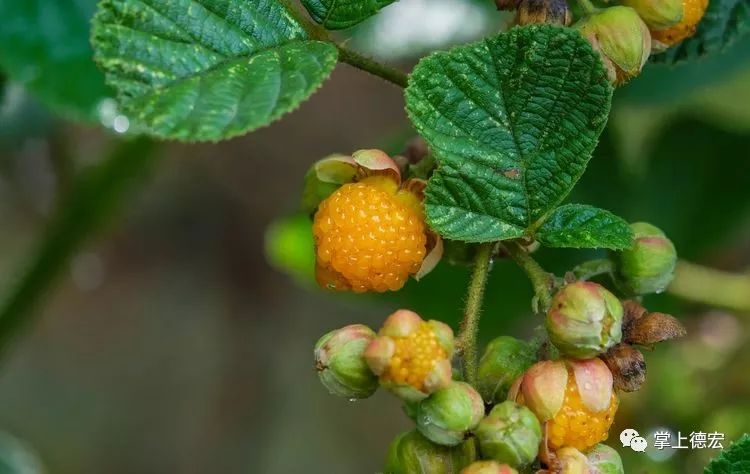 黄泡果熟了,云南特色黄泡