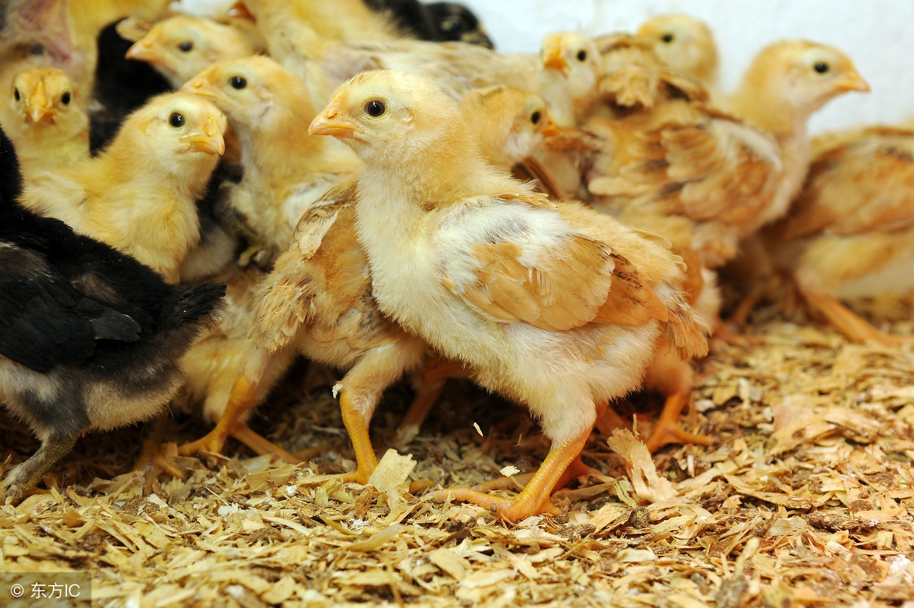 雏鸡饲养管理要点是什么内容,雏鸡的饲养管理视频