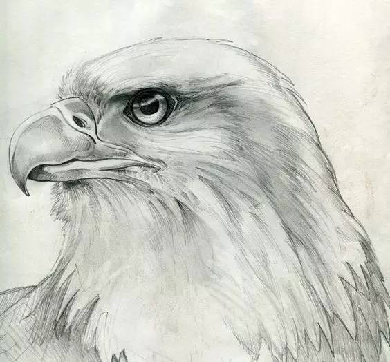 鹰怎么画又霸气又真实,要怎么画真实的老鹰