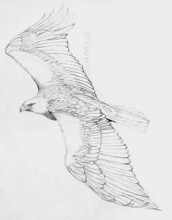 鹰怎么画又霸气又真实,要怎么画真实的老鹰