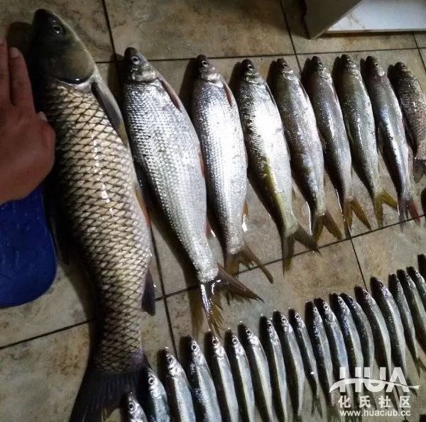 野钓日记100期,钓友日记全集视频