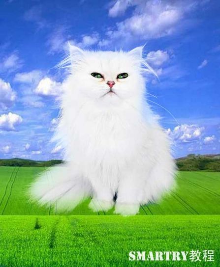 抠图抠不干净ps用哪个工具,ps抠图和ai抠图区别