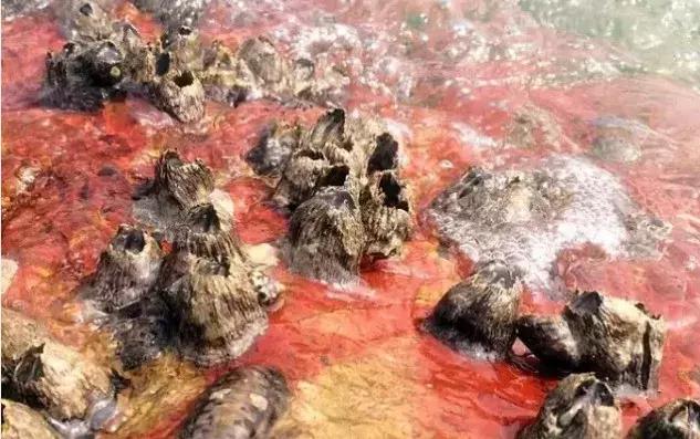 清明假期深圳免费玩的地方,清明小长假深圳周边游