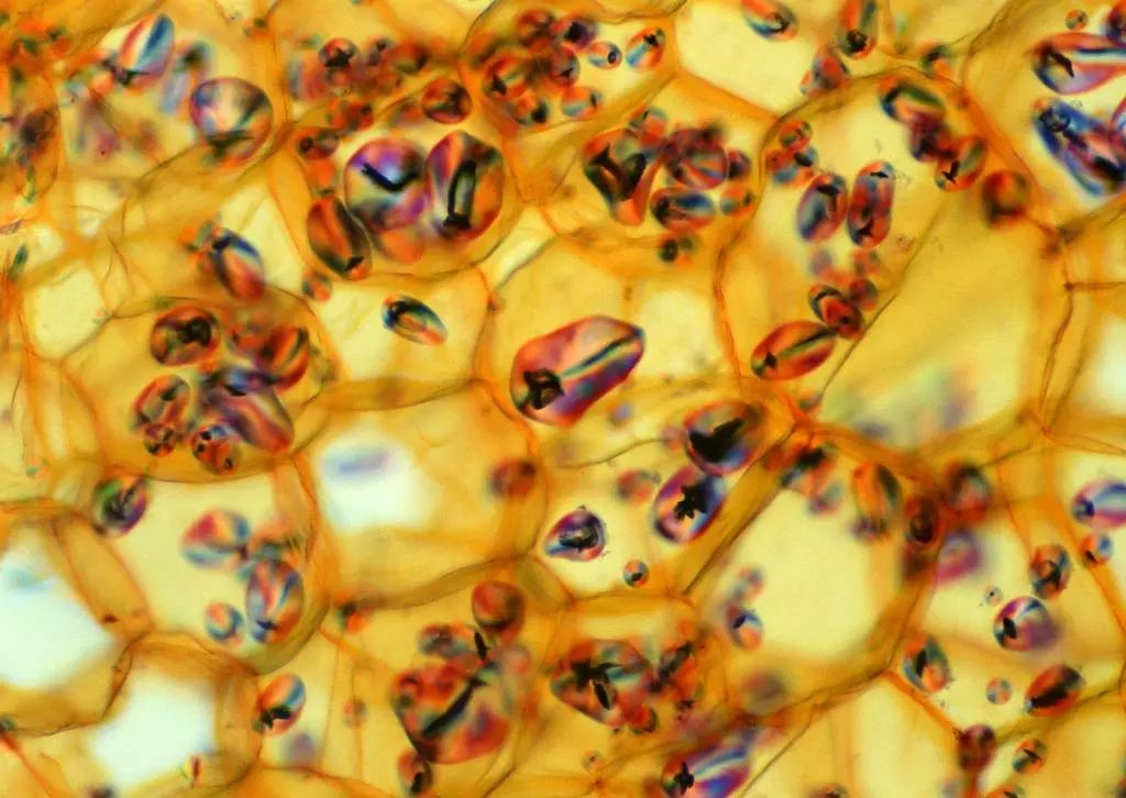 冻在冰里的鱼复活,液氮冻住活鱼24小时还能复活