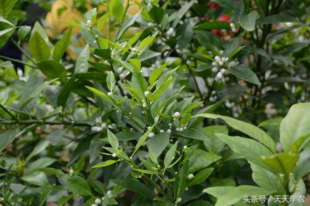 九二零赤霉素有毒吗,九二零赤霉素对果树影响