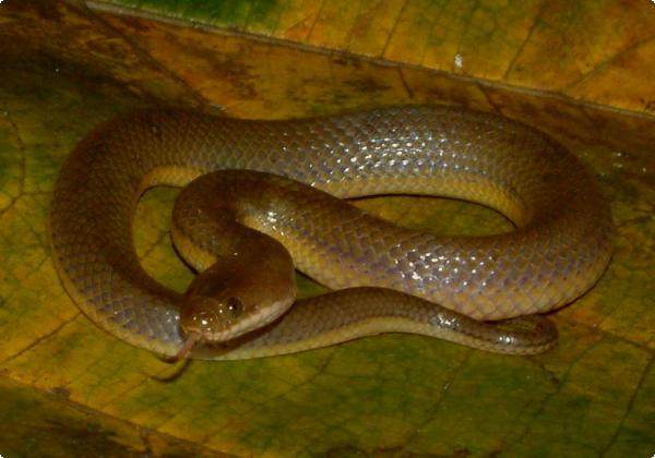 蛇虫鼠蚁咬伤怎么处理,蛇虫鼠蚁怕什么药物