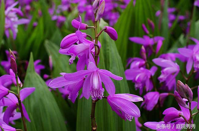 白芨药材性状,白芨图片用途与疗效