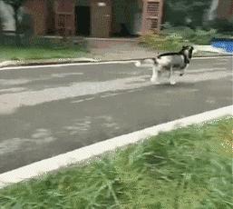 哈士奇是真的不听话吗,哈士奇到底能二到什么程度