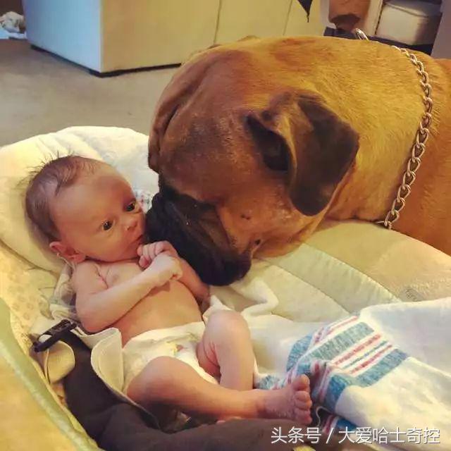 听到小主人哭闹，狗狗叼来最喜欢的玩具，“弟弟别哭，球球给你玩