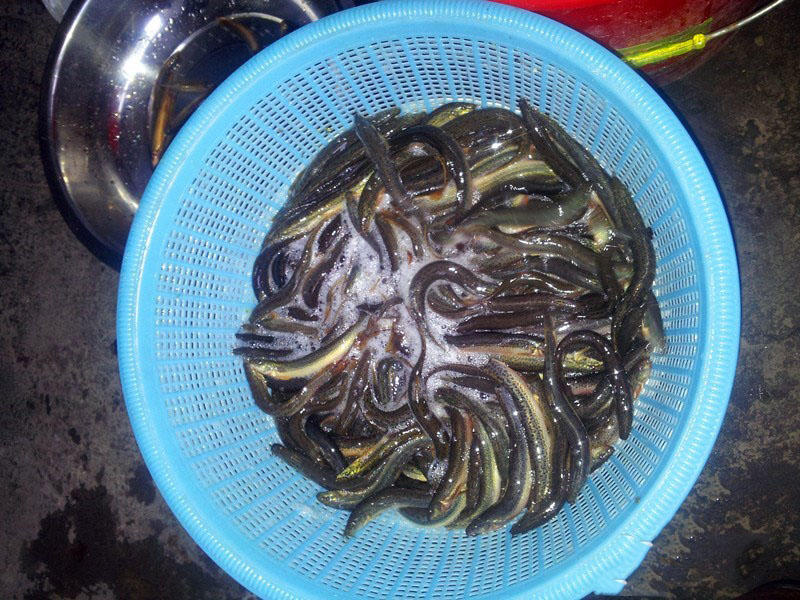 钓鲶鱼技术视频大全,钓野生鲶鱼绝招