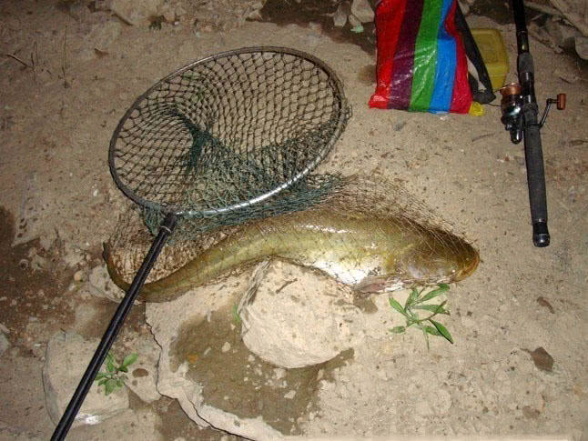钓鲶鱼技术视频大全,钓野生鲶鱼绝招