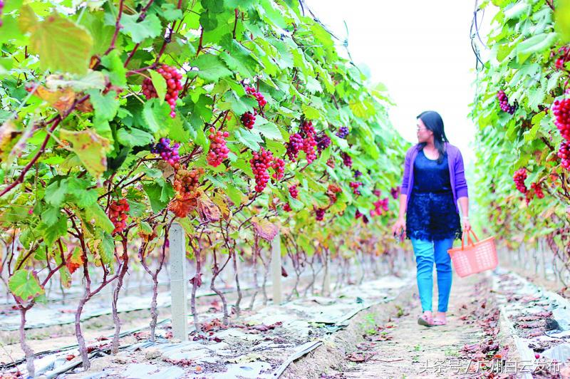 白云区人和航空产业基地,广州市白云区人和镇未来的发展