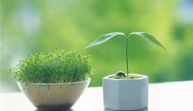 花卉栽不活怎么办,花卉枯萎怎么补救