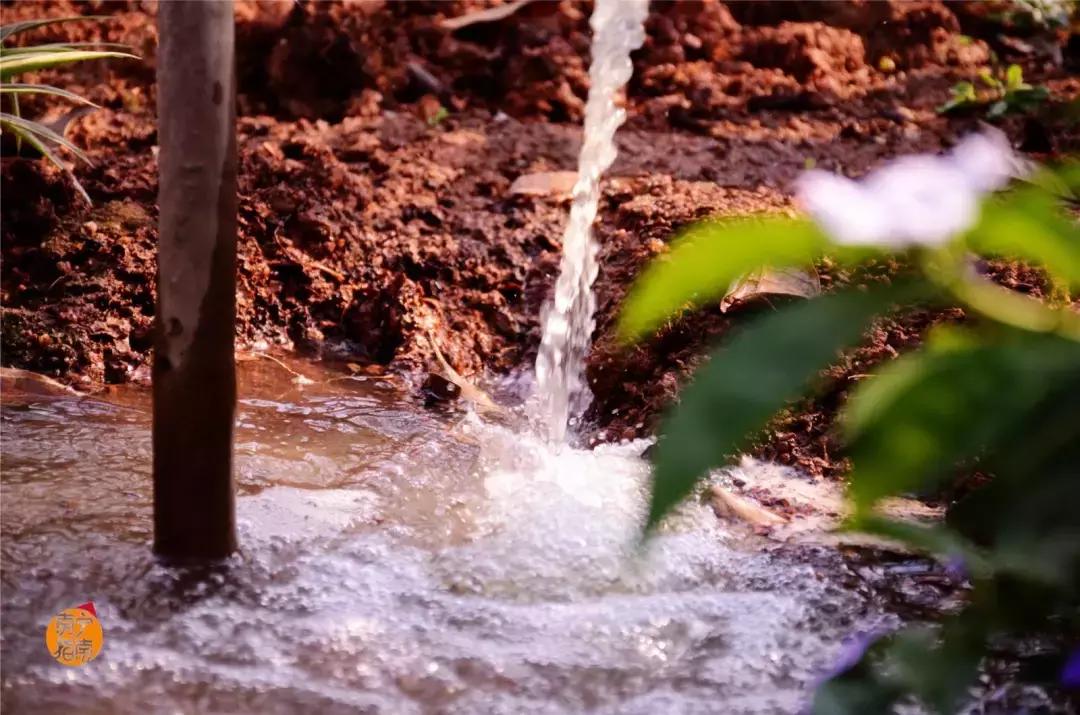 金花茶公园在什么地方,金花茶公园最新消息