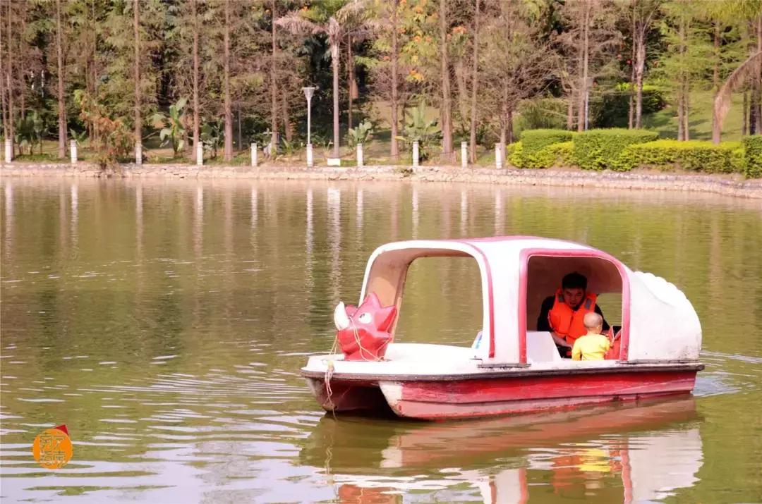 金花茶公园景点,走进金花茶公园