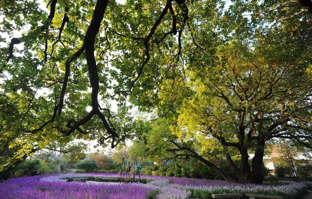 乐活旅行：错过了樱花，日本还有五处最美的紫藤花等着你！