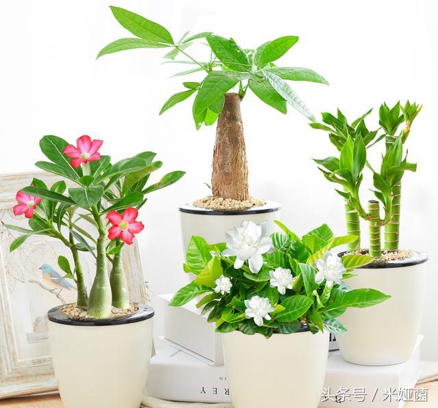 绿萝是否真的有除甲醛的效果,绿萝能除甲醛吗甲醛最怕三个克星