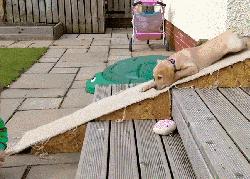 十个拉布拉多,拉布拉多一窝下14个人