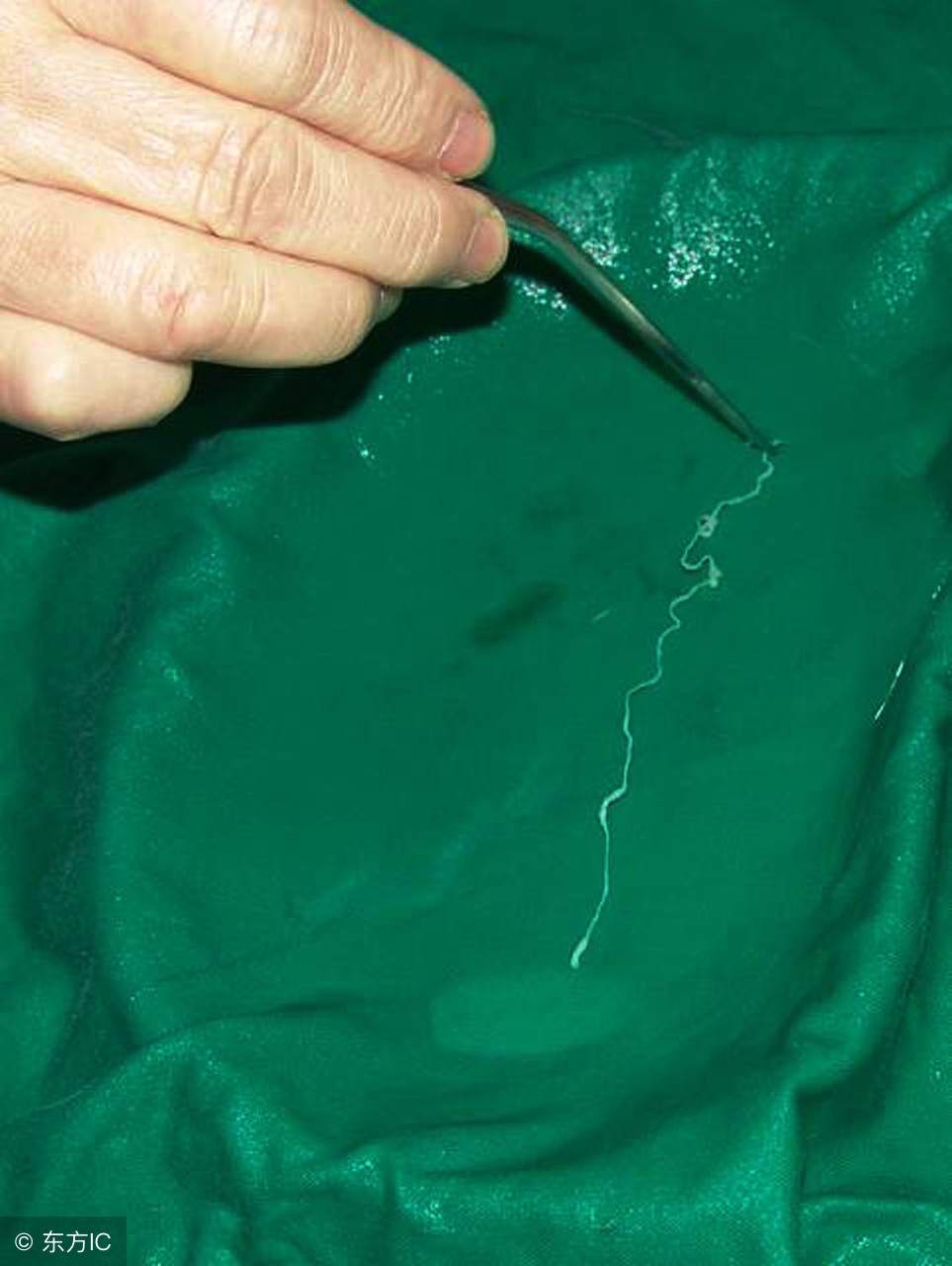 家长给幼童喂食活蝌蚪,幼童喂食活蝌蚪