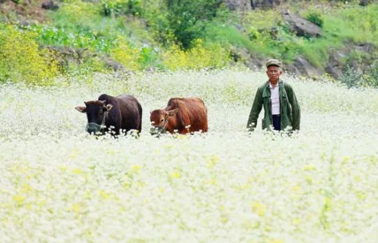 广西最美花海在哪里,广西小众美丽村庄