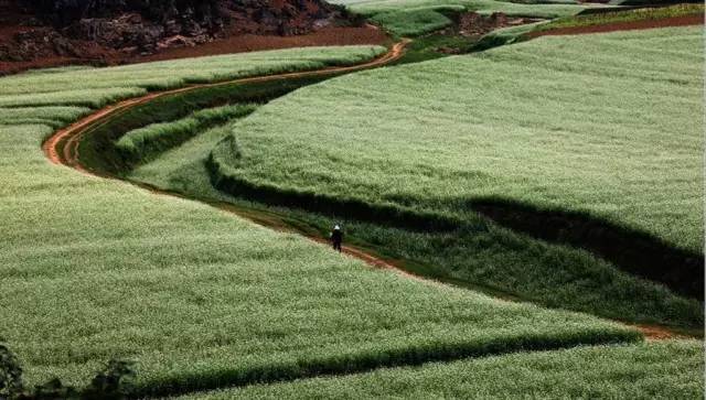 广西最美花海在哪里,广西小众美丽村庄
