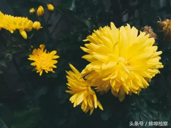 诗词丨你几月出生,就是哪种花,美到极致