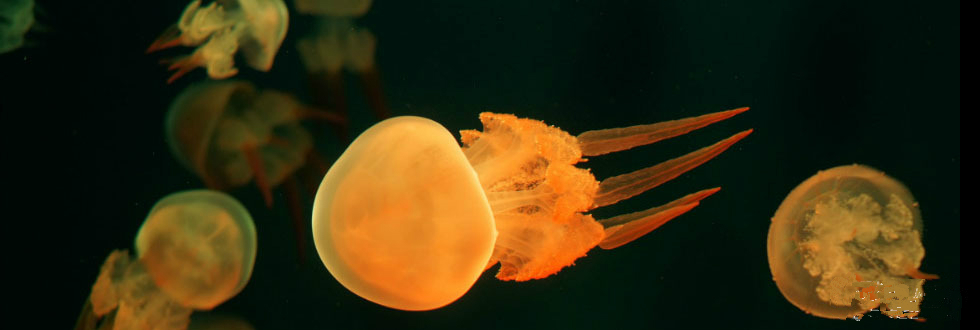 武汉东湖海洋世界项目,海昌极地海洋和东湖海洋