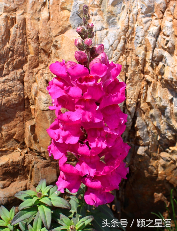 宁波植物园樱花最佳拍摄,花花世界桃博园