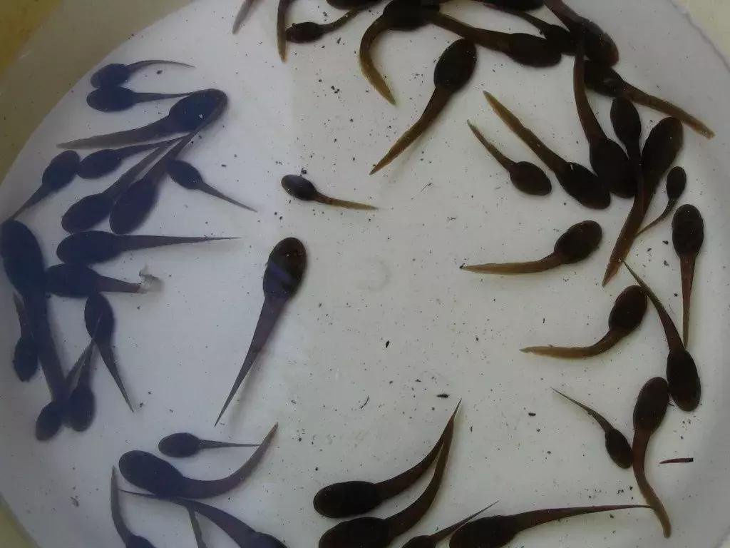 喂孩子吃活蝌蚪有哪些好处,喂孩子吃下活蝌蚪