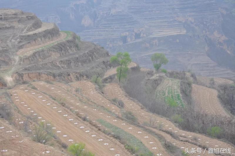 希望的田野歌曲大合唱,希望的田野歌曲舞蹈