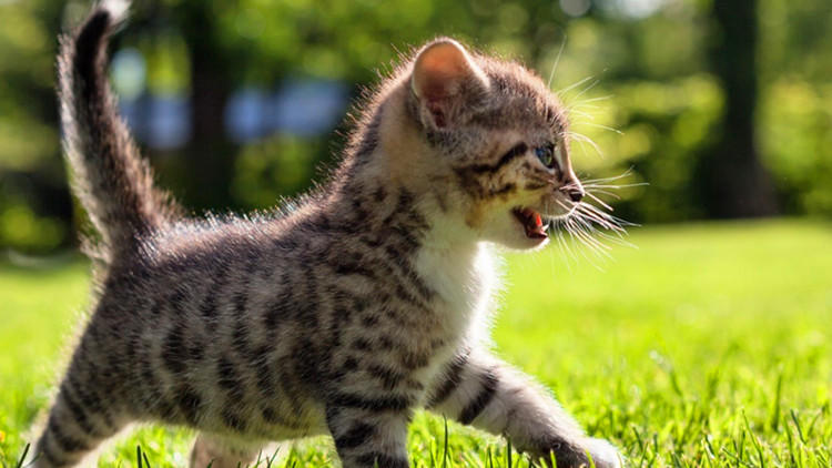 养猫家里不能有哪些东西 (家里养猫的应该知道哪些小技巧)