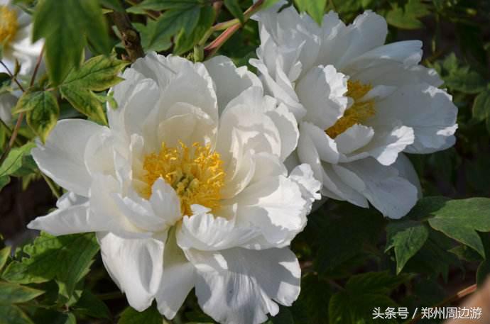 描写牡丹花的诗句开头,关于牡丹诗句和好词好句