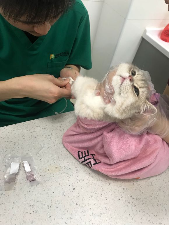 刚买的英短猫不幸得了猫瘟，一天500元的住院费用，只因不忍放弃