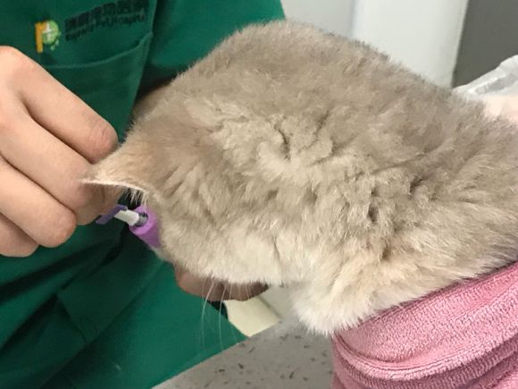 刚买的英短猫不幸得了猫瘟，一天500元的住院费用，只因不忍放弃