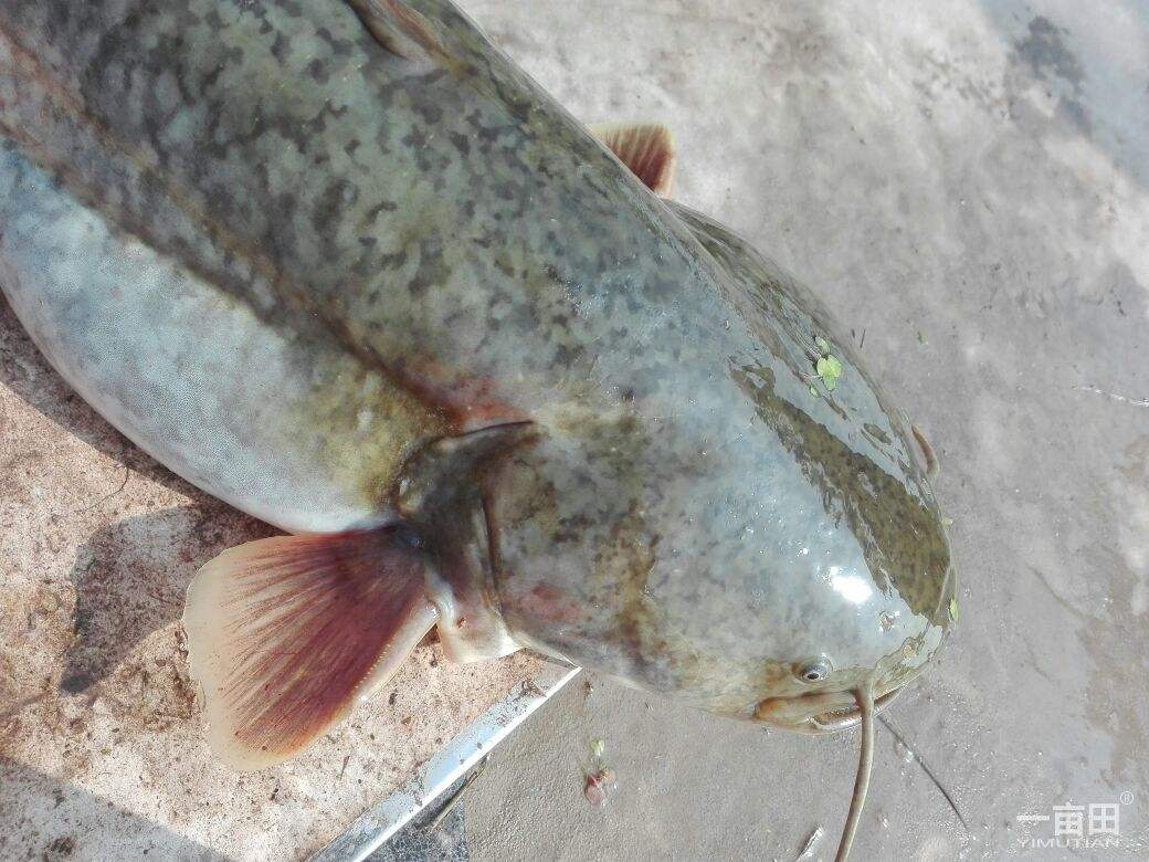 鸡内脏最佳钓鱼方法,鸡内脏可以钓鱼吗