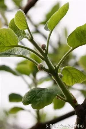 今年猕猴桃授粉的时间,今年猕猴桃受天气影响偏小