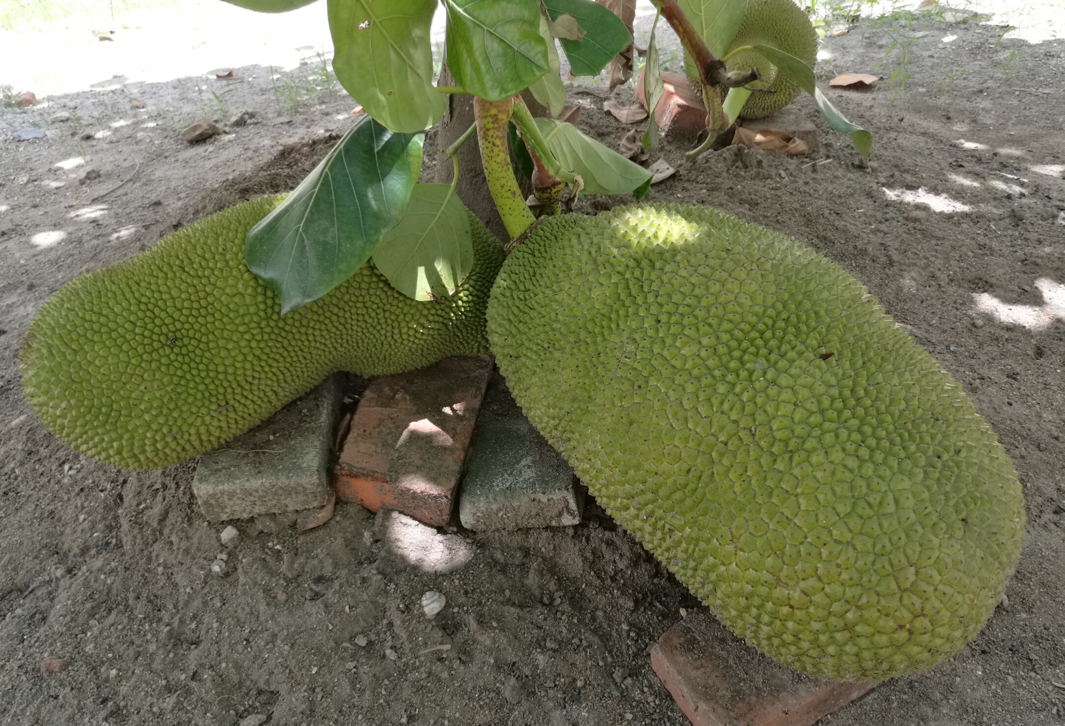 海南菠萝蜜怎么来的,海南三亚菠萝蜜成熟季节