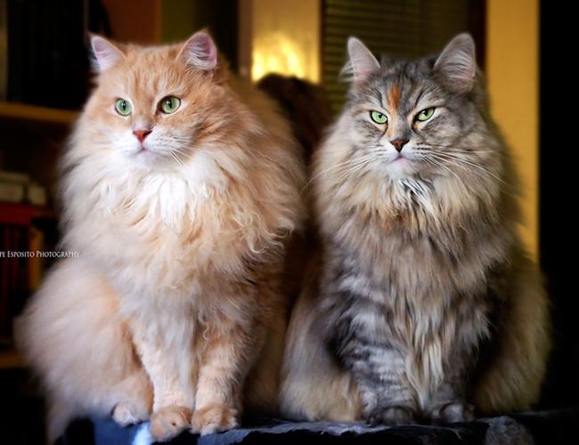 买一只猫大概需要花多少钱,花几千买一只猫有必要嘛