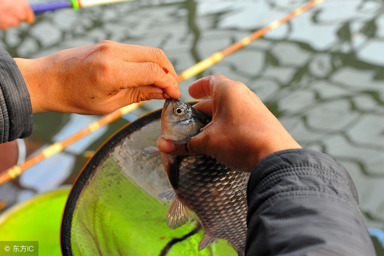 黑坑新手钓鱼入门基本知识,良心黑坑钓友分享钓鱼技巧