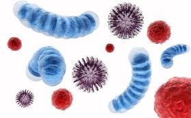 跳蚤可怕的克星,跳蚤太可怕了一旦被咬苦不堪言