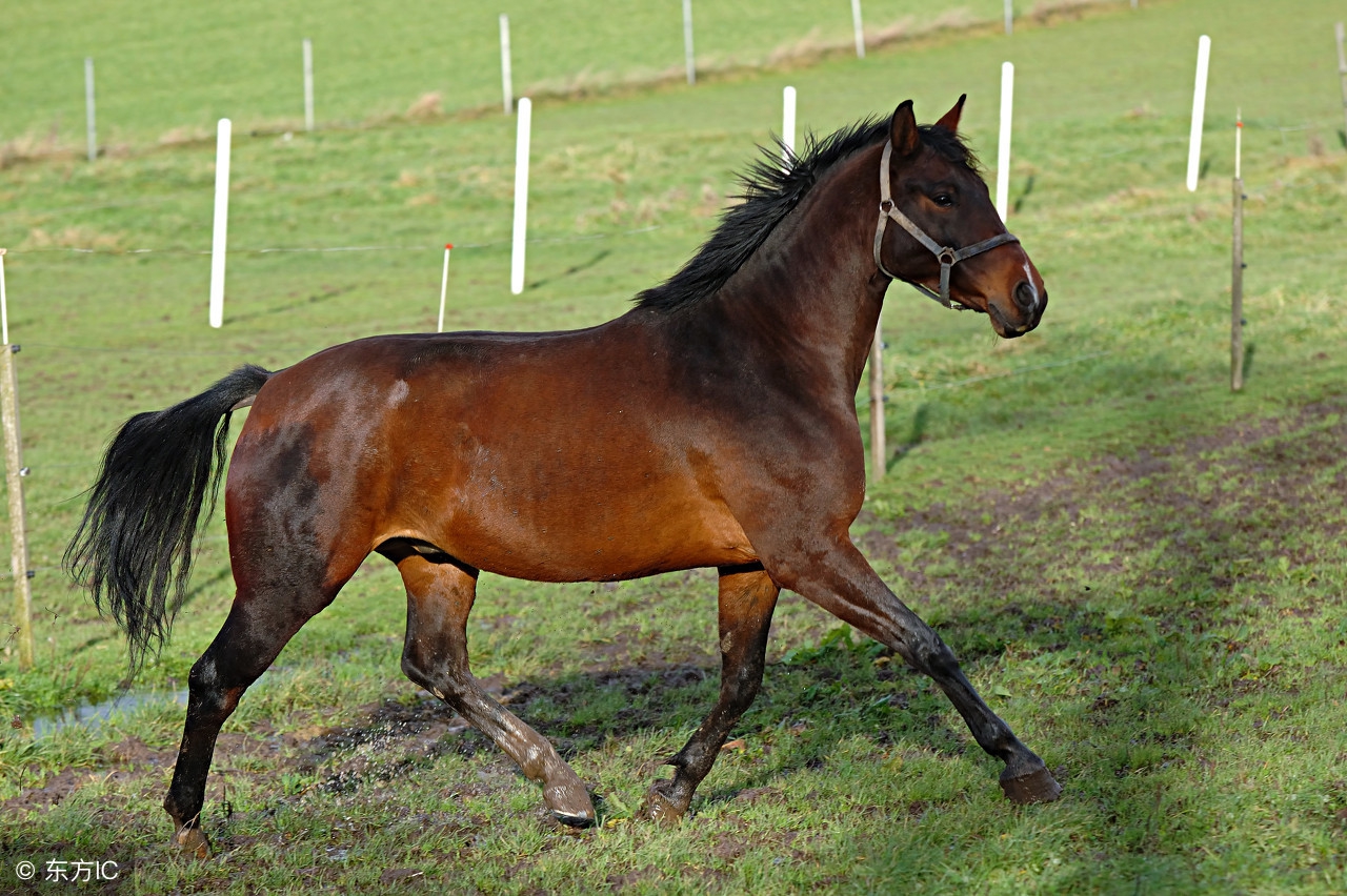 午马生肖马,生肖马午马