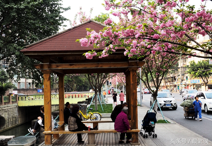 成都看日本樱花,日本哪个区看樱花最好