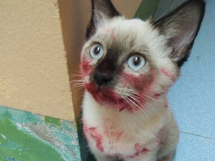 猫咪你这咬唇妆,真好看,能告诉我口红色号吗?