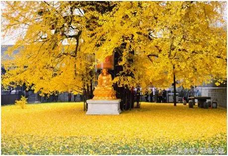 银杏是我国珍稀植物中的活化石吗,银杏的药用价值是什么