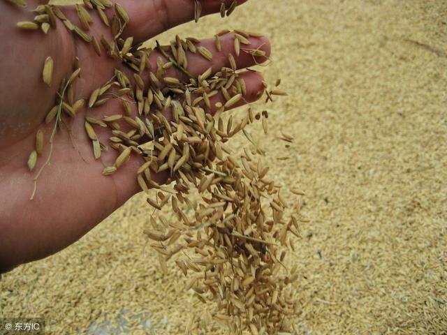 水稻和小麦长相有什么区别,怎么区分小麦和稻子