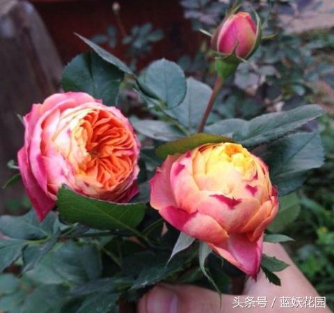 网购月季到家花苞蔫了怎么办,月季换盆后花苞蔫了怎么补救