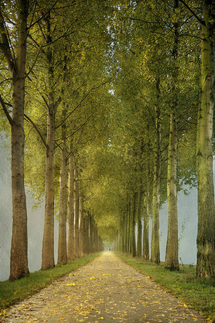 绝美林荫,绝美林荫道创意图片